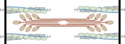 sarcomere