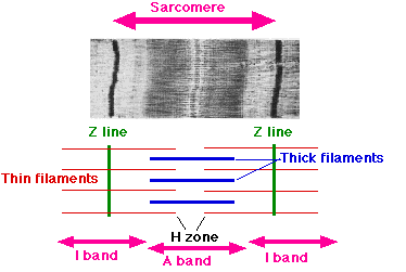 sarcomere diagram