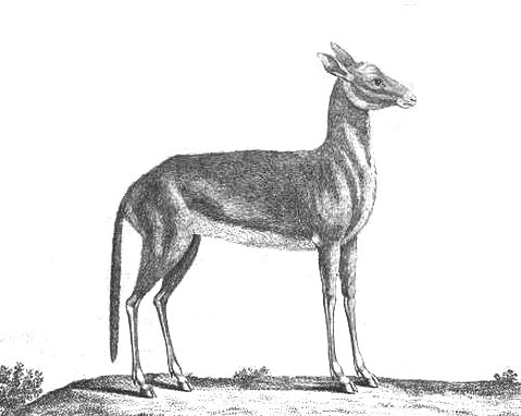 sheep-deer hybrid