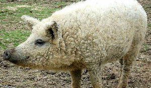 sheep-pig hybrid