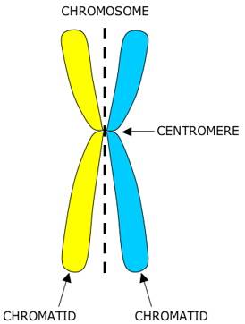 sister chromatids