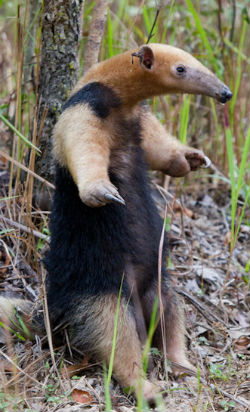 Southern Tamandua