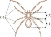 spider anatomy external