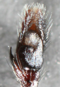 spider pedipalp