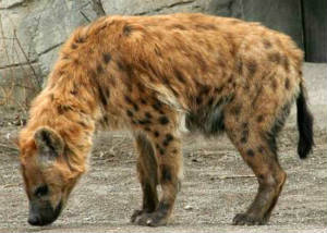 spotted hyena