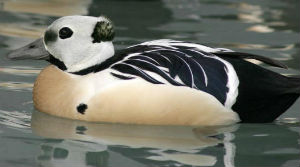 Steller's Eider