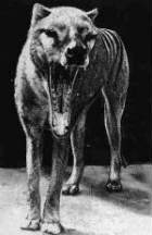 tasmanian tiger