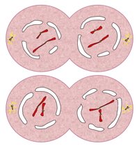 Telophase II