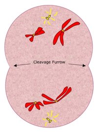 Telophase I