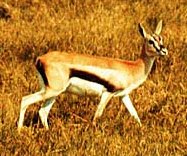 Thompson's gazelle