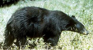 black bear