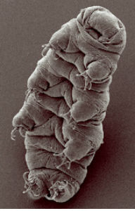 waterbear