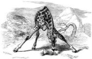 Picture of a giraffe splaying its legs and eating off the ground