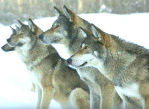 wolf-dog hybrids