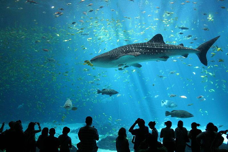world's biggest fish