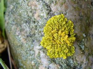 A Yellow Lichen