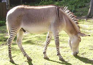 zonkey