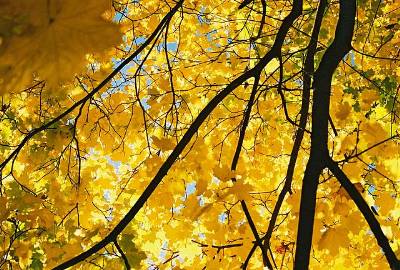 picture of a Yellow Maple in Autumn