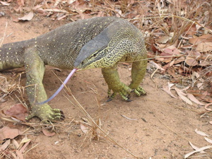 Yellow-spotted Goanna