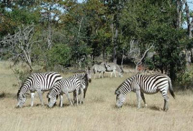 zebra habitat