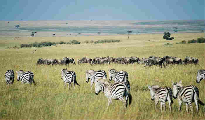 zebra habitat