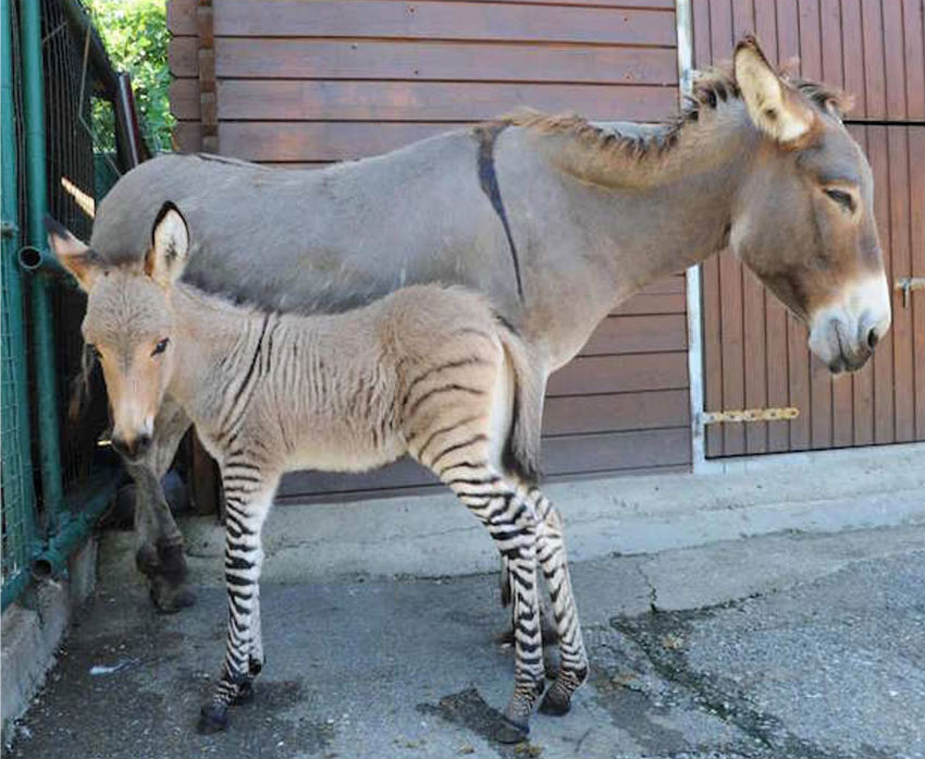 zebra-donkey hybrid