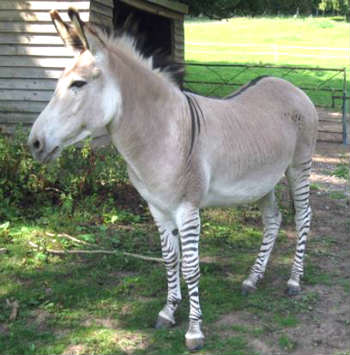 zonkey