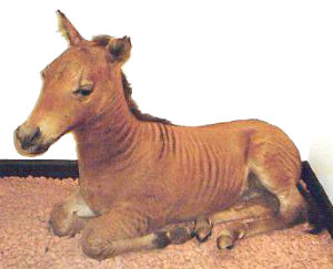 quagga