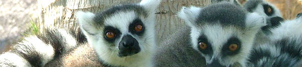 Lemur Mix Rabbit Lemur hybrids - Mammalian Hybrids